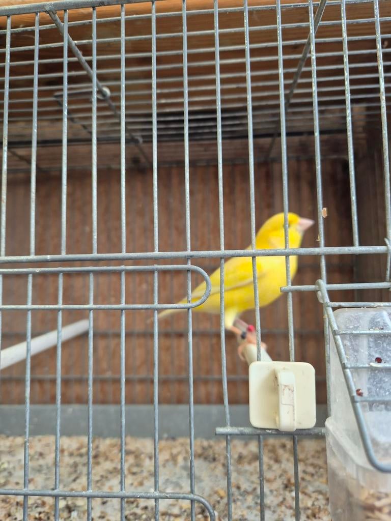 Kanaries, Dieren en Toebehoren, Vogels | Kanaries, Meerdere dieren, Kleurkanarie