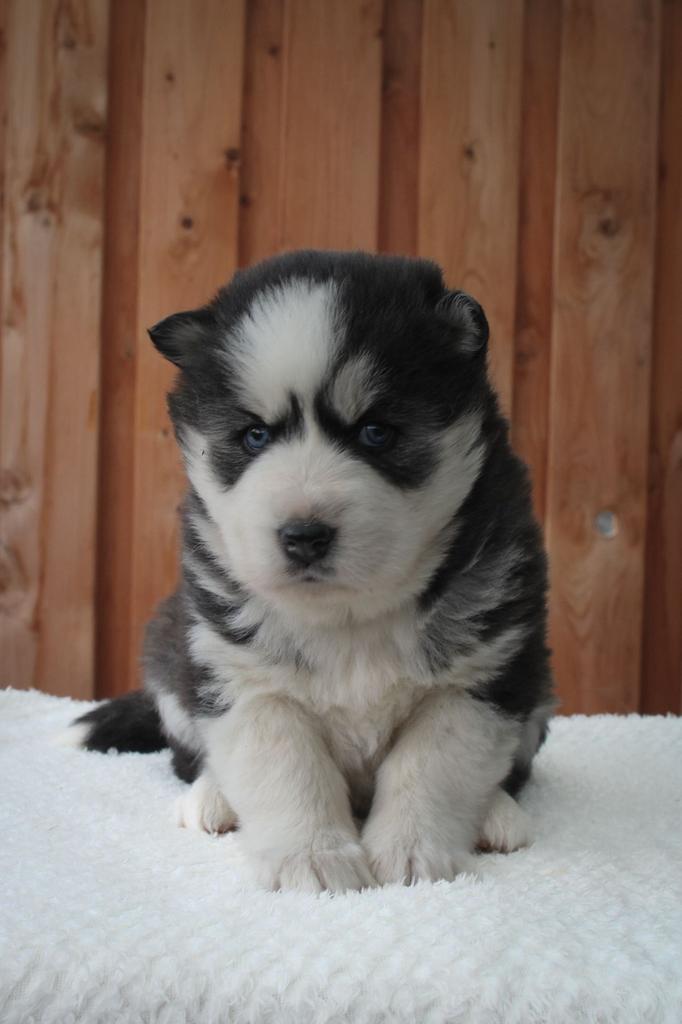 2 Lieve, Knappe Pomsky Pups te reseveren, Dieren en Toebehoren, Honden | Poolhonden, Keeshonden en Oertypen, 8 tot 15 weken, Poolhond