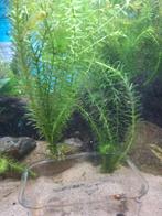 Waterpest en rode posthoornslakken, Ophalen, Nieuw, Plant(en), Steen of Hout