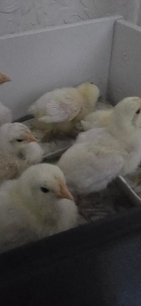Witte Leghorn kuikens, Dieren en Toebehoren, Pluimvee, Geslacht onbekend, Kip