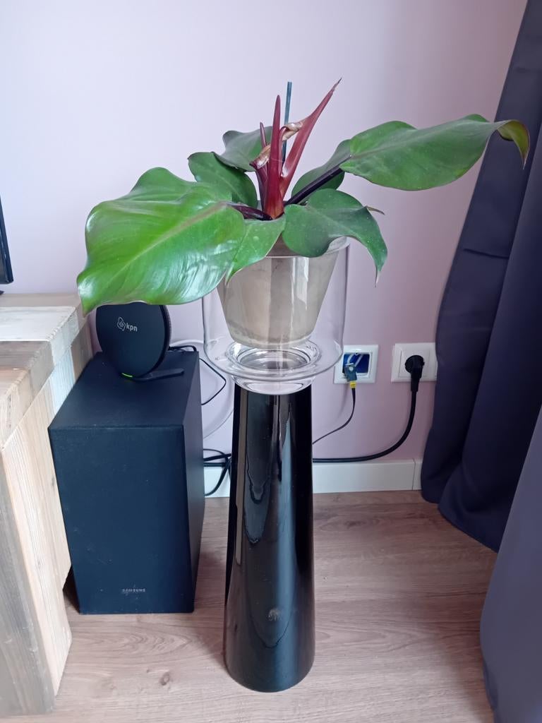 Prachtige Philodendron met pot, Huis en Inrichting, Kamerplanten, Ophalen of Verzenden