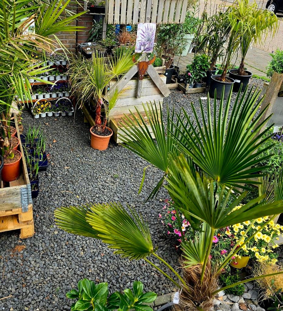 Stekjes, Planten & Pure Honing  verkoop kraam Drachten, Tuin en Terras, Kunststof, Minder dan 30 cm, Rond, Ophalen of Verzenden