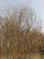 Het is weer zover! Paastak paastakken!, Ophalen, Nieuw