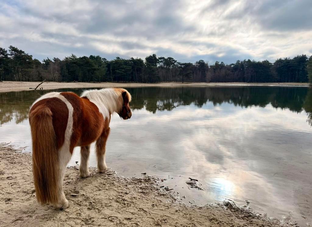 Aangeboden verzorgpaard Schaijk/Herperduinen