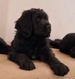 LAATSTE KANS Labradoodle x  Bloedhond / Zwitserse Sennen pup, Dieren en Toebehoren, Honden | Niet-rashonden, Parvo, 8 tot 15 weken