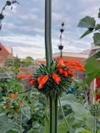 Leonotis nepetifolia - Klip Dagga zaden, Ophalen of Verzenden, Voorjaar, Volle zon, Zaad
