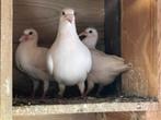 3 witte piepers, postduiven te koop. Niet uitgevlogen, Dieren en Toebehoren, Meerdere dieren, Postduif