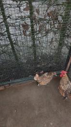 Koppel sebright citroen kleur, Dieren en Toebehoren, Pluimvee, Meerdere dieren, Kip