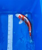 Japanse koi Kujaku 43 cm, Dieren en Toebehoren, Vissen | Vijvervissen