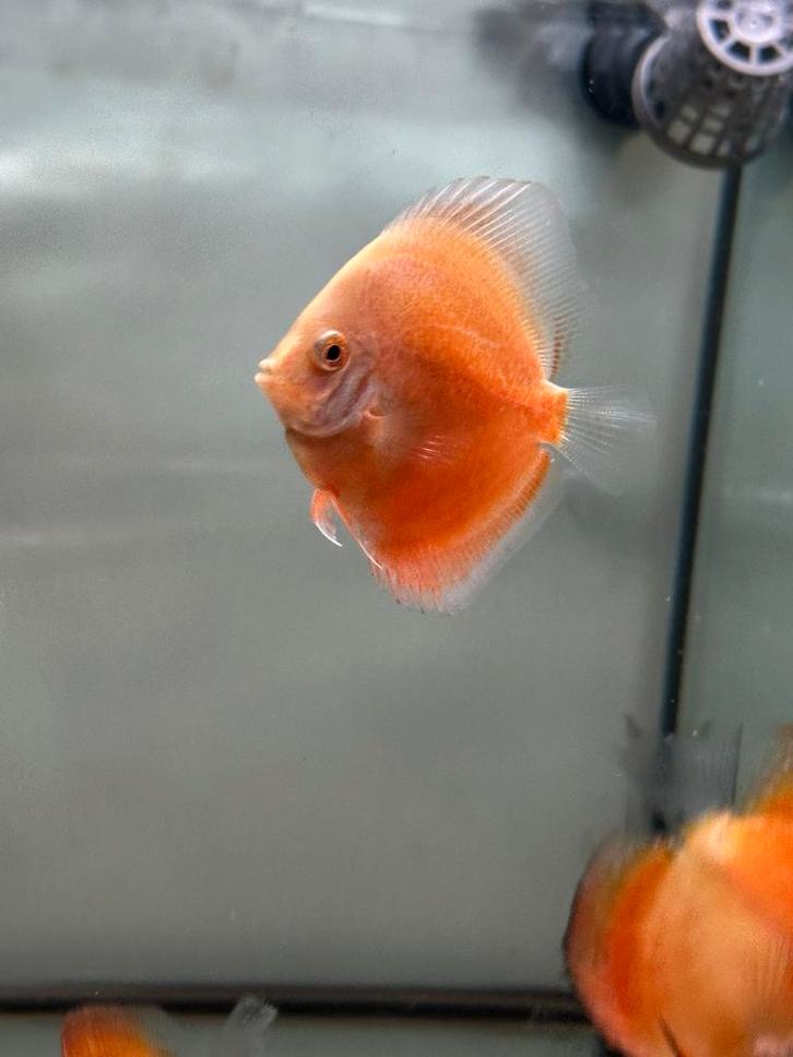 Discusvis moonlight, Dieren en Toebehoren, Vissen | Aquariumvissen, Zoetwatervis, Vis, Schoolvis