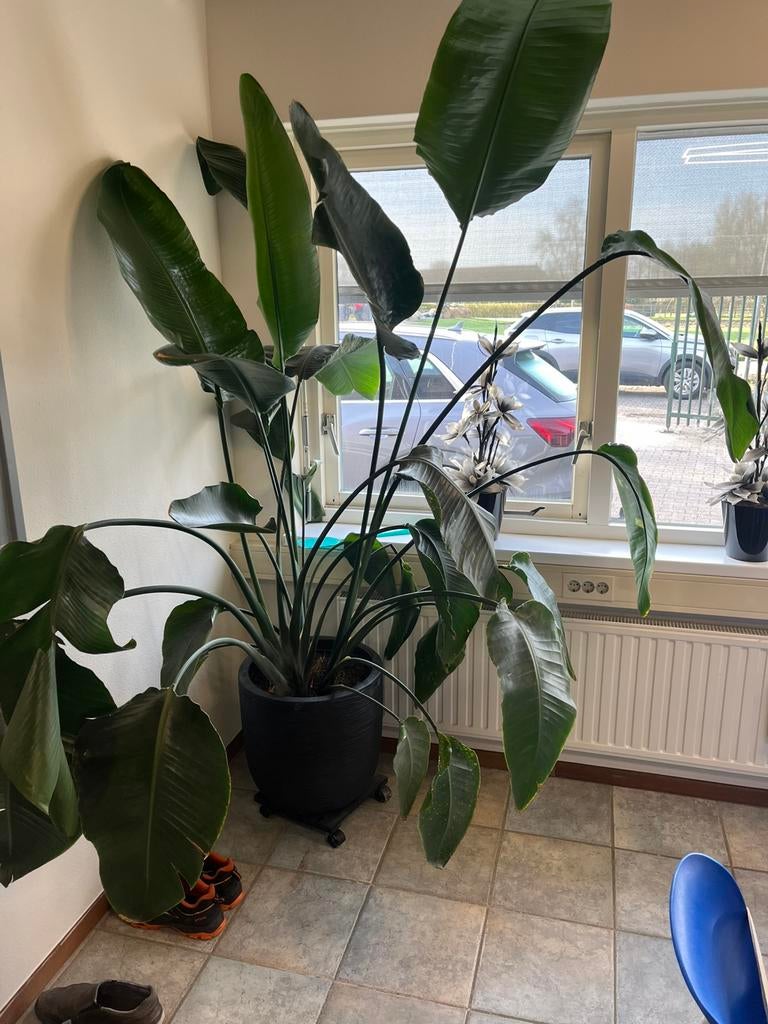 Grote kamerplant, Groene kamerplant, Ophalen, Halfschaduw, 200 cm of meer