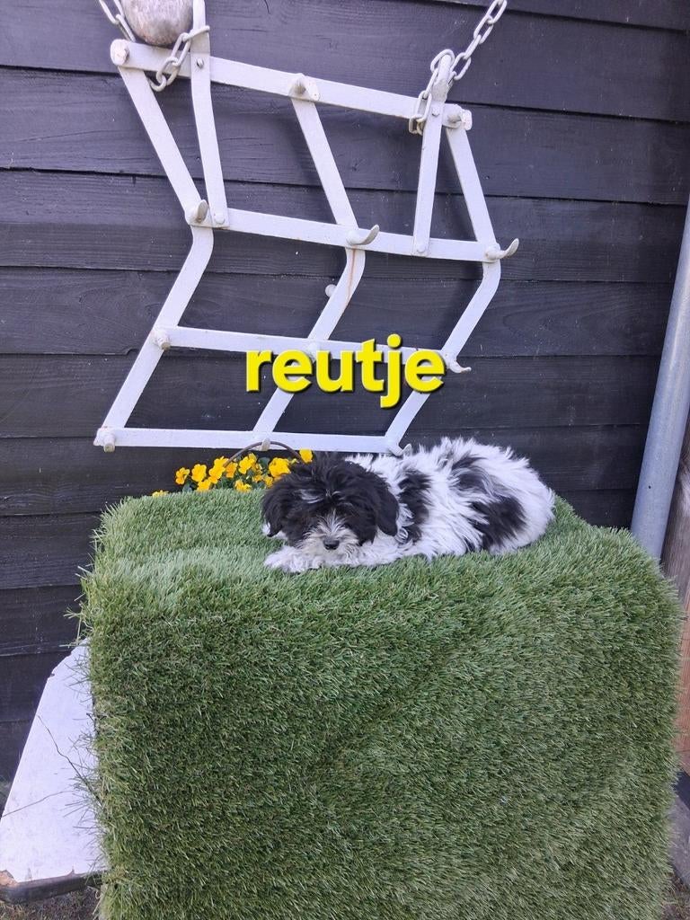 Te koop mooie speelse kleinblijvende boomer pups, Dieren en Toebehoren, 8 tot 15 weken, Meerdere, Nederland, Particulier