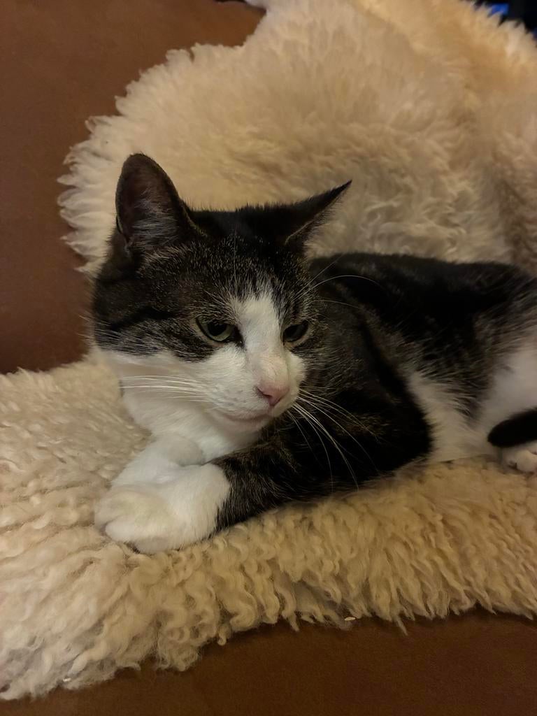 Poes (7jaar) ter adoptie, Dieren en Toebehoren, Katten en Kittens | Overige Katten, Poes, Kortharig, 6 jaar of ouder