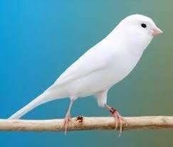 Witte kanarie te koop, Dieren en Toebehoren, Vogels | Kanaries, Mannelijk, Kleurkanarie