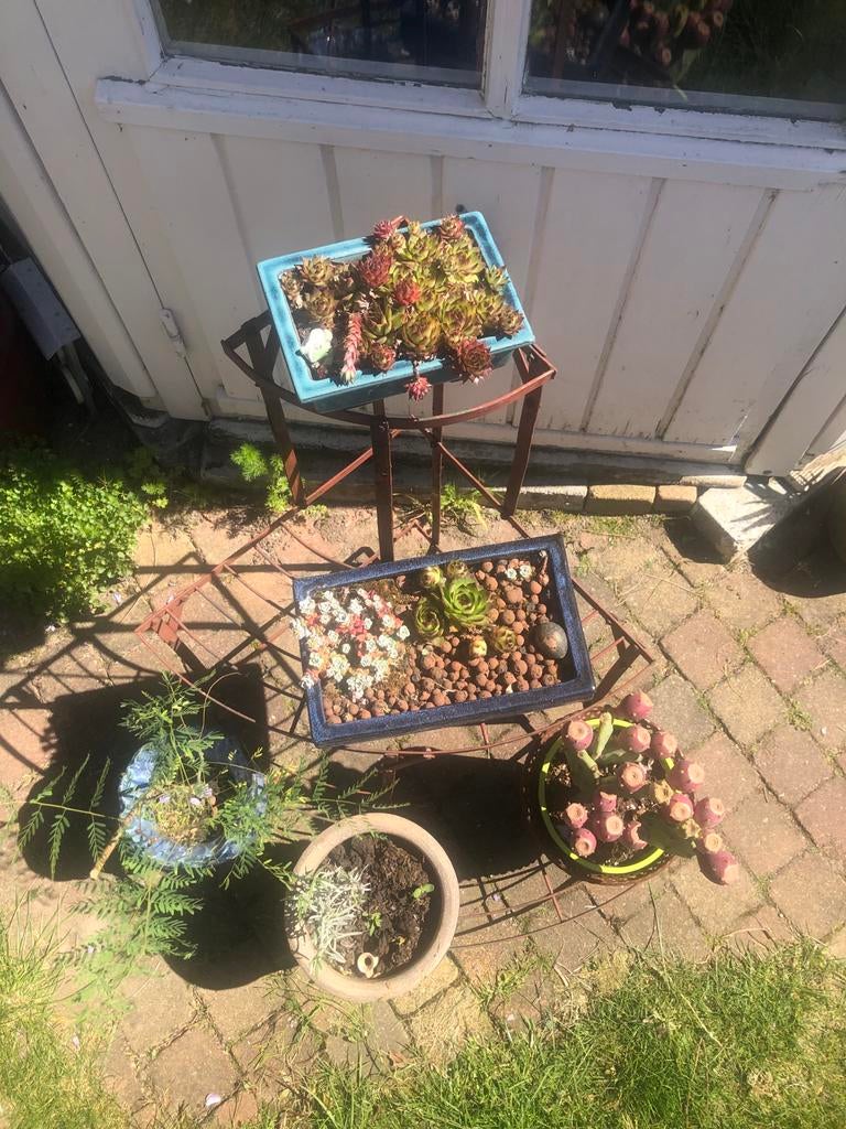 Metalen plantenstandaard, vintage, Tuin en Terras, Gebruikt, Ophalen of Verzenden, Binnen, Metaal