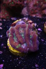 Favia koralen, stekjes van verschillende soorten, Dieren en Toebehoren, Overige typen, Zoutwatervis