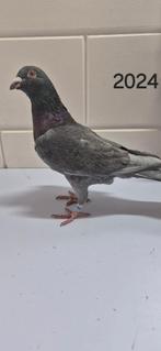 Kleurpostduiven, Meerdere dieren, Postduif