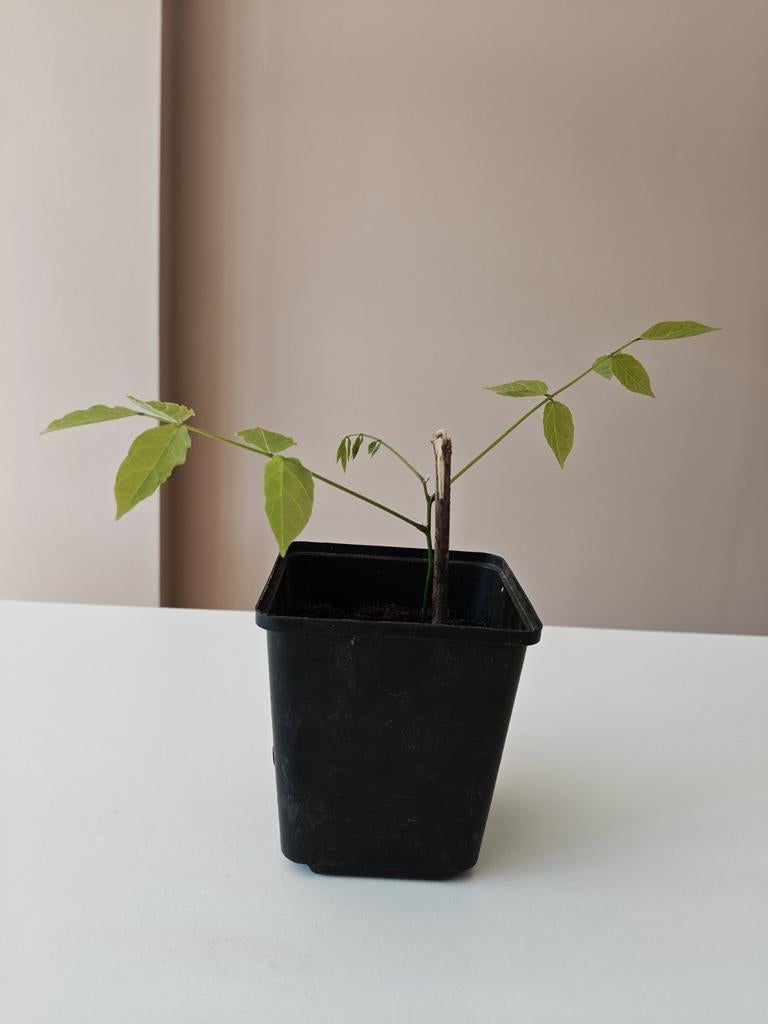 Blauwe regen zaailingen van Moos (9 jaar), Tuin en Terras, Planten | Tuinplanten, Vaste plant, Klimplanten, Volle zon, Lente, Ophalen of Verzenden