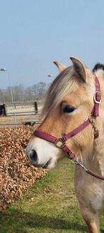 Mooie 2 jarige fjordenruin, Ruin, 3 tot 6 jaar