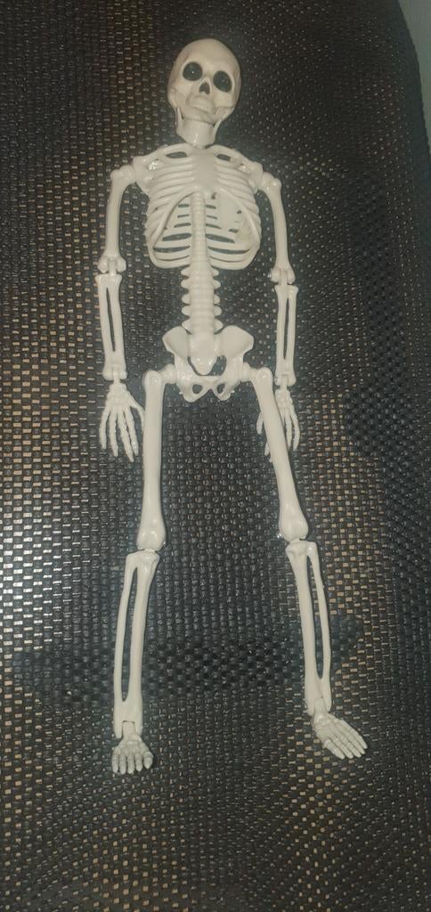 Skelet, Verzamelen, Overige Verzamelen, Nieuw, Ophalen of Verzenden