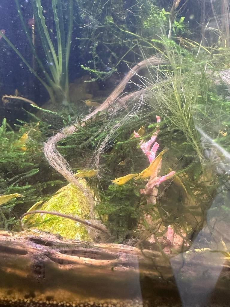 Gele aquarium garnalen per 10 stuks, Dieren en Toebehoren, Kreeft, Krab of Garnaal