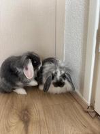 Baby konijntjes te koop, Dieren en Toebehoren, Konijnen, Meerdere dieren, Dwerg, Hangoor, 0 tot 2 jaar