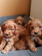 Mooie Cockapoo pups, kleine doodle pups  huiselijk nestje, Dieren en Toebehoren, Honden | Niet-rashonden, 8 tot 15 weken, Meerdere