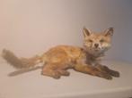Kleine Vos Taxidermie - 45 cm, Ophalen of Verzenden
