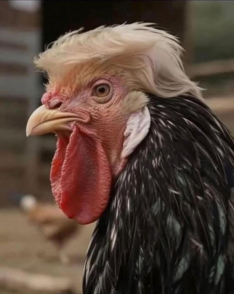 Overtollige kwartels, Mannelijk, Overige soorten