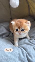 Prachtige Britse korthaar & langhaar kittens, Meerdere dieren