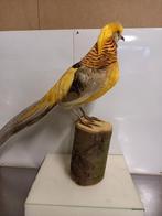 Opgezette goudfazant, Ophalen, Zo goed als nieuw, Vogel, Opgezet dier