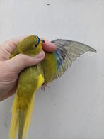Grijsvleugel man, Mannelijk, Parkiet, Geringd