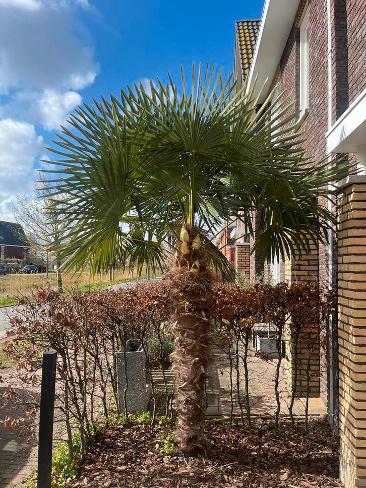 Prachtige Palmboom, Tuin en Terras, Planten | Tuinplanten, Vaste plant, Overige soorten, Volle zon, Bloeit niet, Ophalen