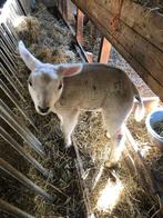 Leblam ram geboren 16-02, Dieren en Toebehoren, Mannelijk, Schaap