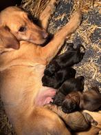 Labrador x Mechelse herder pups, Dieren en Toebehoren, Parvo, 8 tot 15 weken, Groot, Meerdere