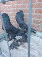 Saksische kroppers zwart zeldzaam, Meerdere dieren, Kropper