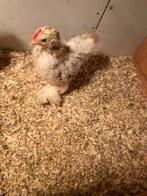 Jonge Cochin haantjes 5 stuks, Dieren en Toebehoren, Pluimvee, Mannelijk, Kip