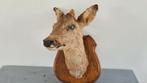 Hertenkop, Ophalen of Verzenden, Hert, Beeldje of Figuurtje