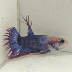 Betta splendens man 49, Dieren en Toebehoren, Vissen | Aquariumvissen, Vis