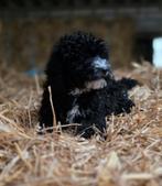 🥰prachtige medium golden doodle pups F2 x toypoedel🥰, Dieren en Toebehoren, Parvo, Overige rassen, 8 tot 15 weken, Meerdere