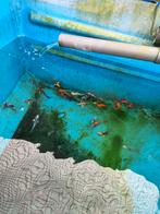 Koimix 10-12 cm 4 euro pst desgewenst bezorgd aan huis, Karper of Koi