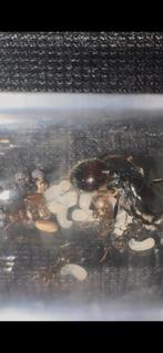 Messor barbarus 5-10 w, Dieren en Toebehoren, Insecten en Spinnen, Mieren