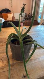Aloe vera plant - gezond, Ophalen, Halfschaduw, Minder dan 100 cm