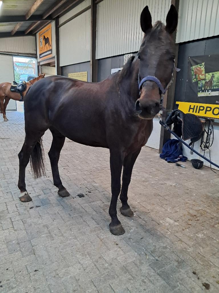 Rij/Fok merry, Dieren en Toebehoren, Paarden, Merrie, Met stamboom, Niet van toepassing, 7 tot 10 jaar