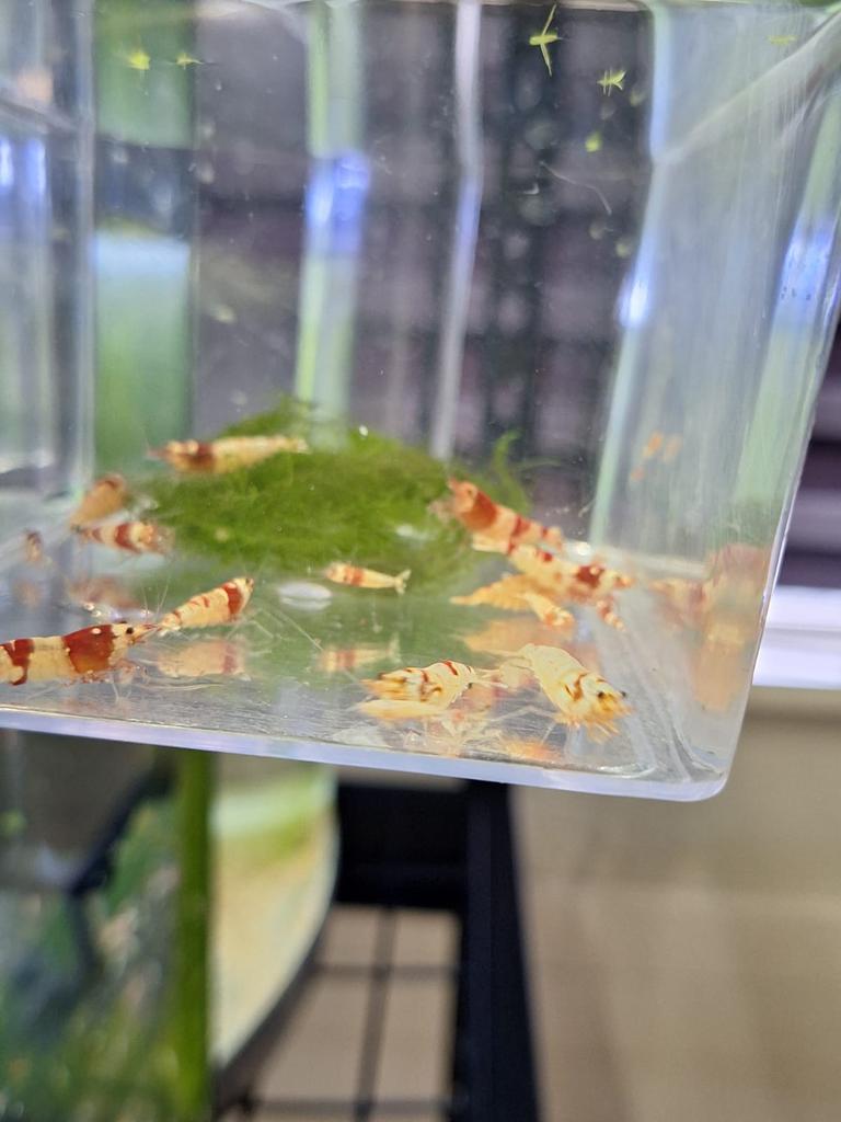 Crystal Red / Caridina Garnalen, Dieren en Toebehoren, Vissen | Aquariumvissen, Kreeft, Krab of Garnaal