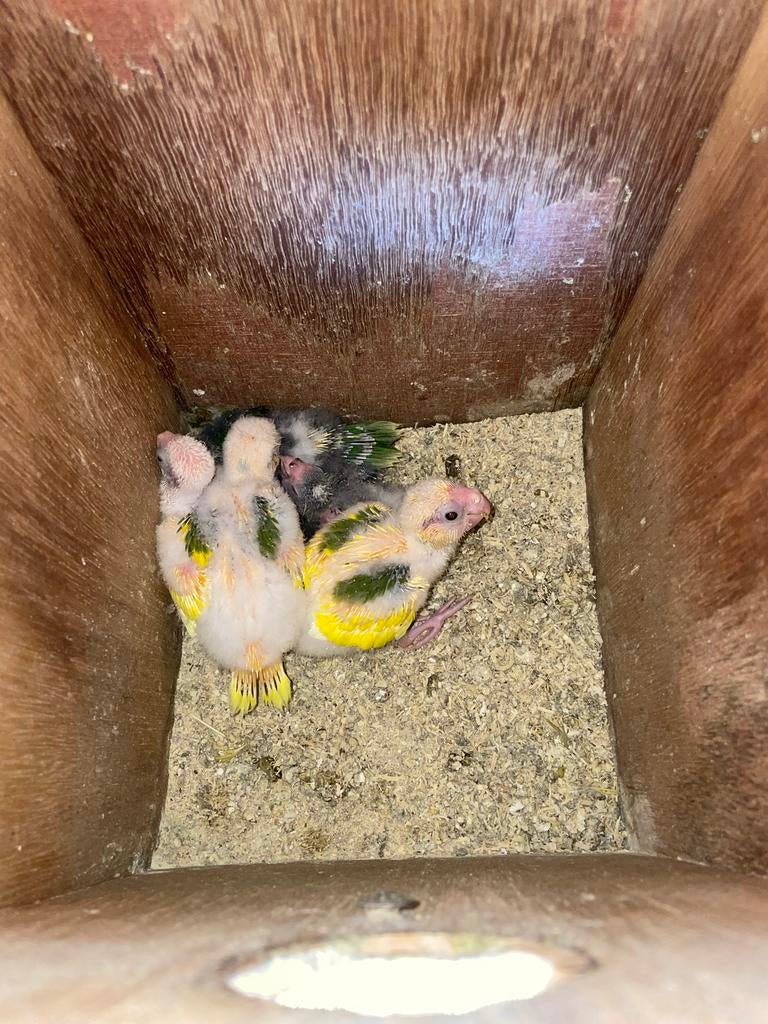 Jonge kakariki’s 5 stuks, Meerdere dieren, Parkiet