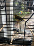 Wild agaat, Dieren en Toebehoren, Mannelijk, Zangkanarie