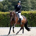 Ruiter / amazone aangeboden, Ophalen, Zo goed als nieuw, Dressuur
