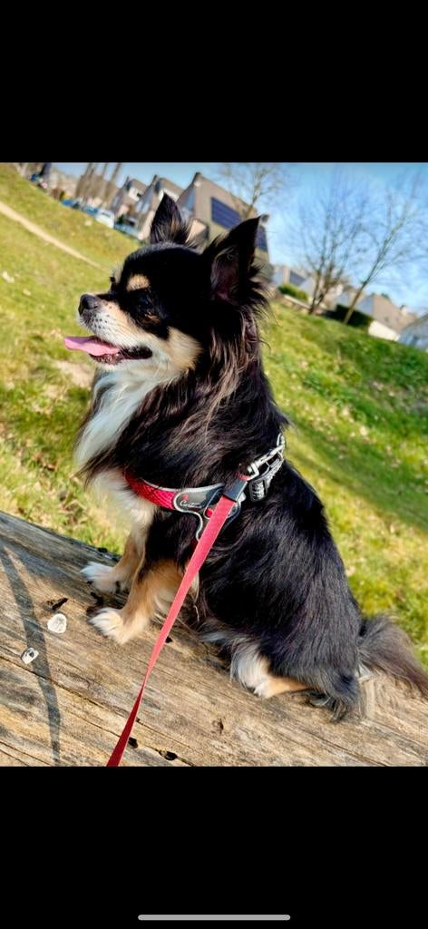 Chihuahua dekreu, Dieren en Toebehoren, Reu, Parvo, Eén hond, 3 tot 5 jaar