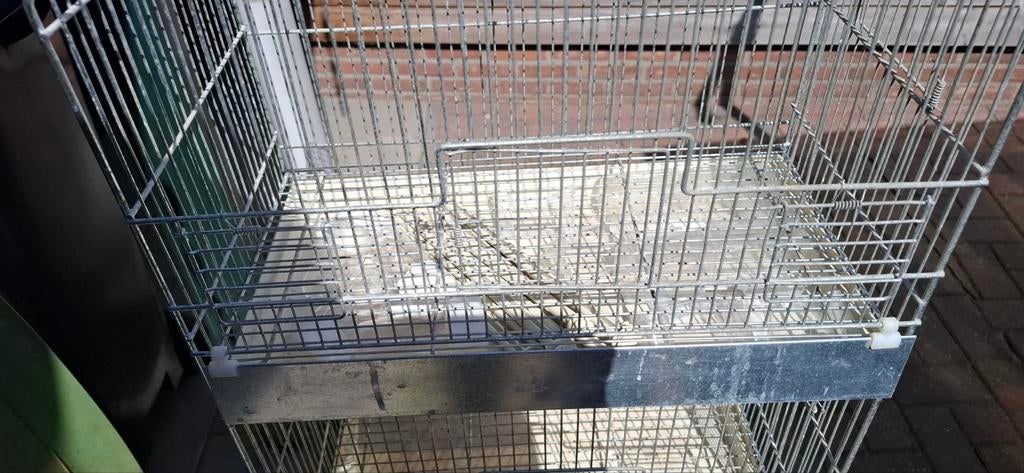 Voge, Dieren en Toebehoren, Vogels | Parkieten en Papegaaien